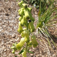 Aconitum krylovii